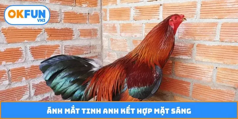 Ánh mắt tinh anh kết hợp mặt sáng
