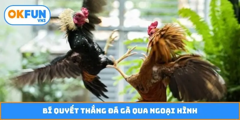 Bí quyết thắng đá gà qua ngoại hình