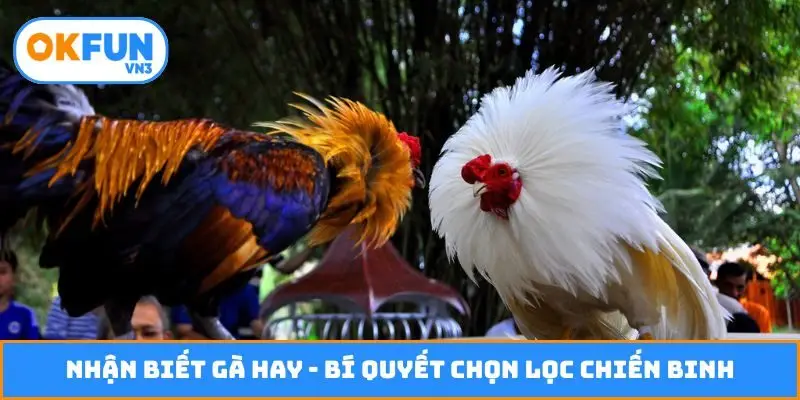 Nhận biết gà hay
