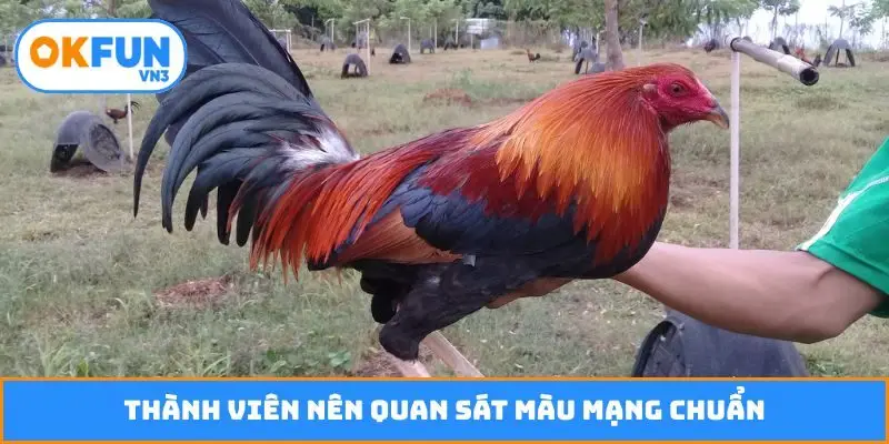 Thành viên nên quan sát màu mạng chuẩn