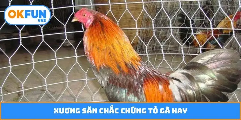 Xương săn chắc chứng tỏ gà hay